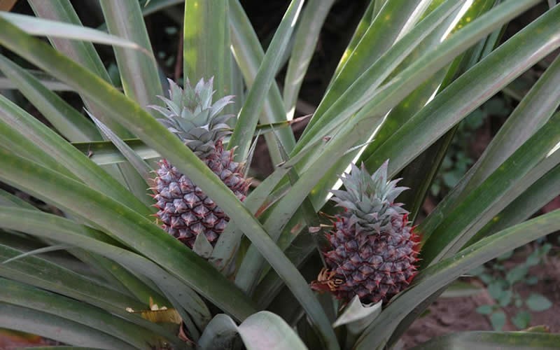 Pineapple Plant Picture