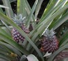 Pineapple Plant Picture