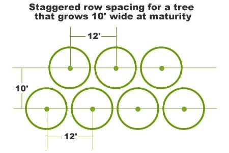 Row Tree Spacing for Screen or Buffer Row Tree Spacing for Screen or Buffer