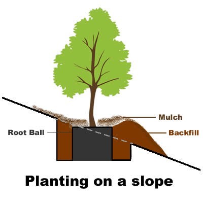 How To Plant A Tree On A Slope Or Embankment