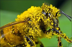 Pollen on Bee