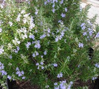 Tuscan Blue Rosemary Picture