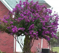 Catawba Crape Myrtle Picture