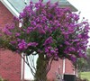 Catawba Crape Myrtle