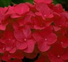 Hydrangea's