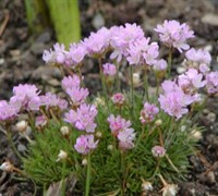 Victor Reiter Sea Thrift Picture