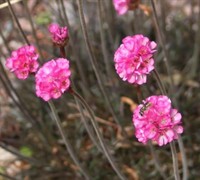 Red Leaf Sea Thrift Picture