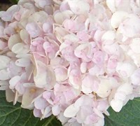 Endless Summer Blushing Bride Hydrangea Picture