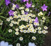 Rock garden