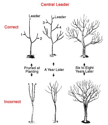 Pruning An Apple Tree Diagram