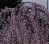Snow Fountain Weeping Cherry