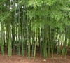 Timber Bamboo