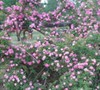 Rosa Multiflora Platyphylla, Seven Sisters