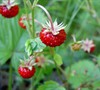 Wild Strawberry