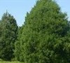 Eastern Red Cedar