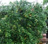 Key Lime