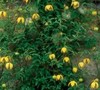 Golden Tiara Clematis