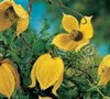 Golden Tiara Clematis