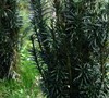 Japanese Plum Yew Picture