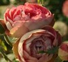 Cherry Rose Cottage Garden