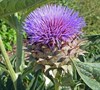 Artichoke Thistle