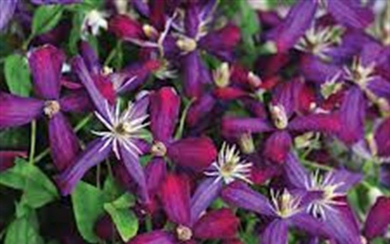 Clematis Sweet Summer Love Picture