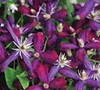 Clematis 'Sweet Summer Love'