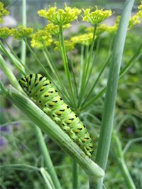 Butterfly Larvae On Fennel