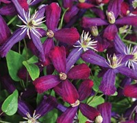 Clematis 'Sweet Summer Love' Picture
