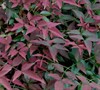Harbour Dwarf Nandina
