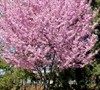 Okame Flowering Cherry