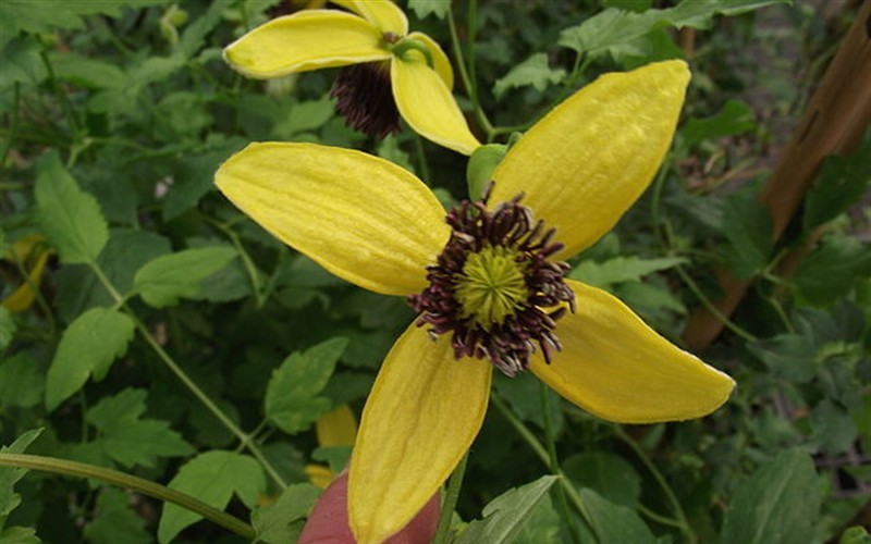 Golden Tiara Clematis
