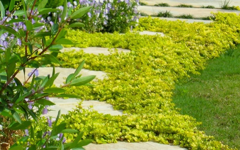 Creeping Jenny Picture