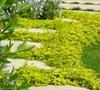 Creeping Jenny Picture