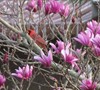 Jane Magnolia
