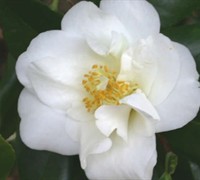 White Empress Camellia Picture