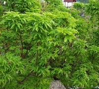Shishigashira Japanese Maple Picture