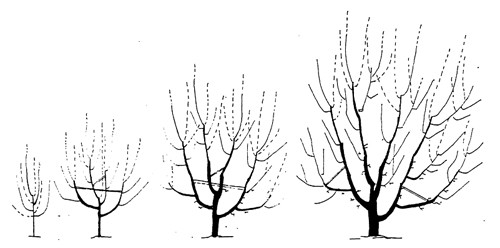 Pruning Apple Tree Open Center Pruning Apple Tree Open Center