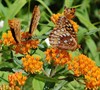 Butterfly Milkweed Picture