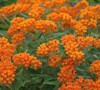 Butterfly Milkweed