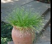 Fiber Optic Grass