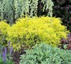 Dwarf Golden Threadleaf Cypress