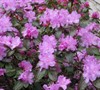 P. J. M. Rhododendron Picture