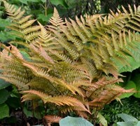 Autumn Fern Picture
