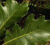Swamp White Oak