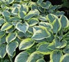 First Frost Hosta Lily