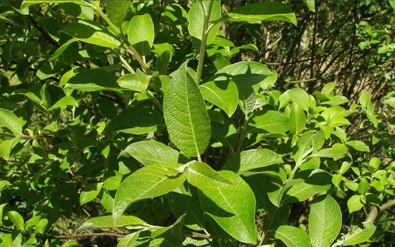 Pussy Willow Picture