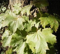 Norway Maple Picture