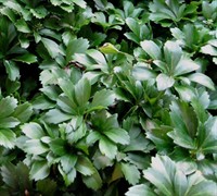 Pachysandra Picture