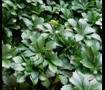 Pachysandra